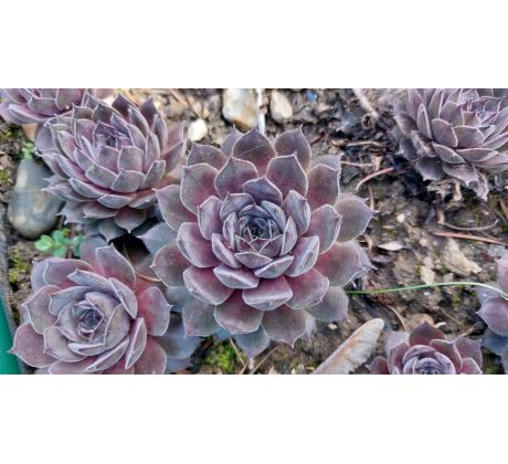 Netřesk 56 (Sempervivum x )