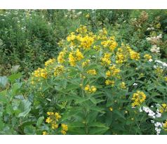 Vrbina obecná(Lysimachia vulgaris)