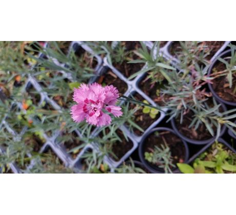 Karafiát 2 (Dianthus sp.)