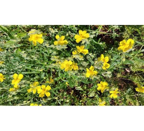 Žlutý Devaterník(Helianthemum x)