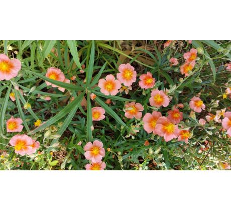 Oranžový Devaterník(Helianthemum x)