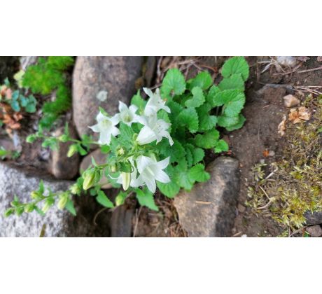 Zvonek (Campanula dolomitica)