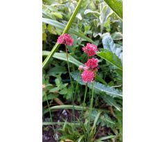 Červená Trávnička (Armeria maritima "Vesuv")