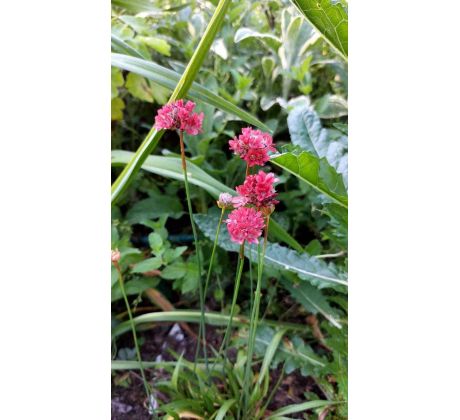 Červená Trávnička (Armeria maritima "Vesuv")