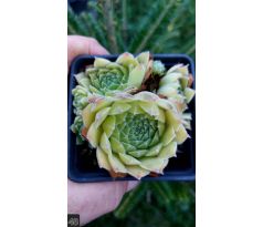 Netřesk 48 (Sempervivum x)