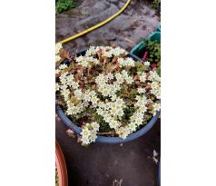 Sedum 40 (Sedum sedoides)