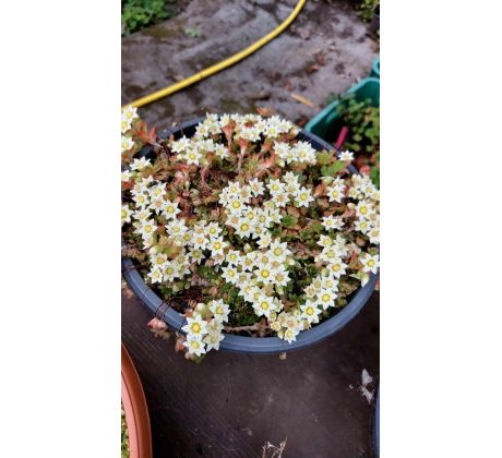 Sedum 40 (Sedum sedoides)