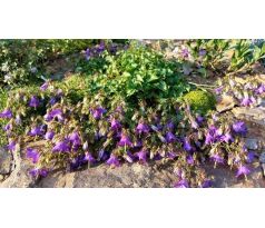 Zvonek(Campanula raddeana)