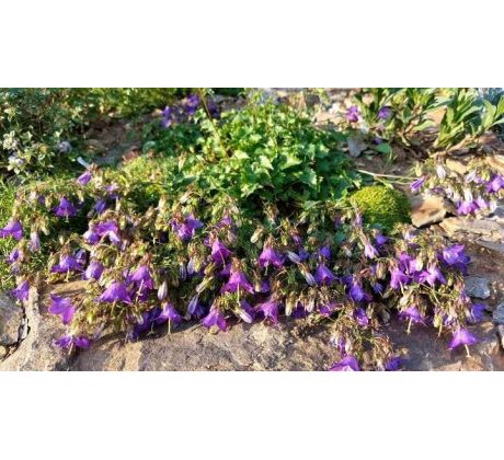 Zvonek(Campanula raddeana)