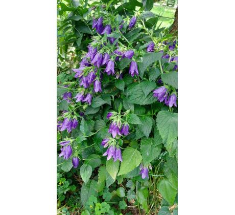 Zvonek (Campanula x Sarastro)