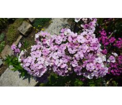 Vysoký flox 11 (Phlox paniculata)