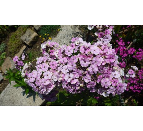 Vysoký flox 11 (Phlox paniculata)